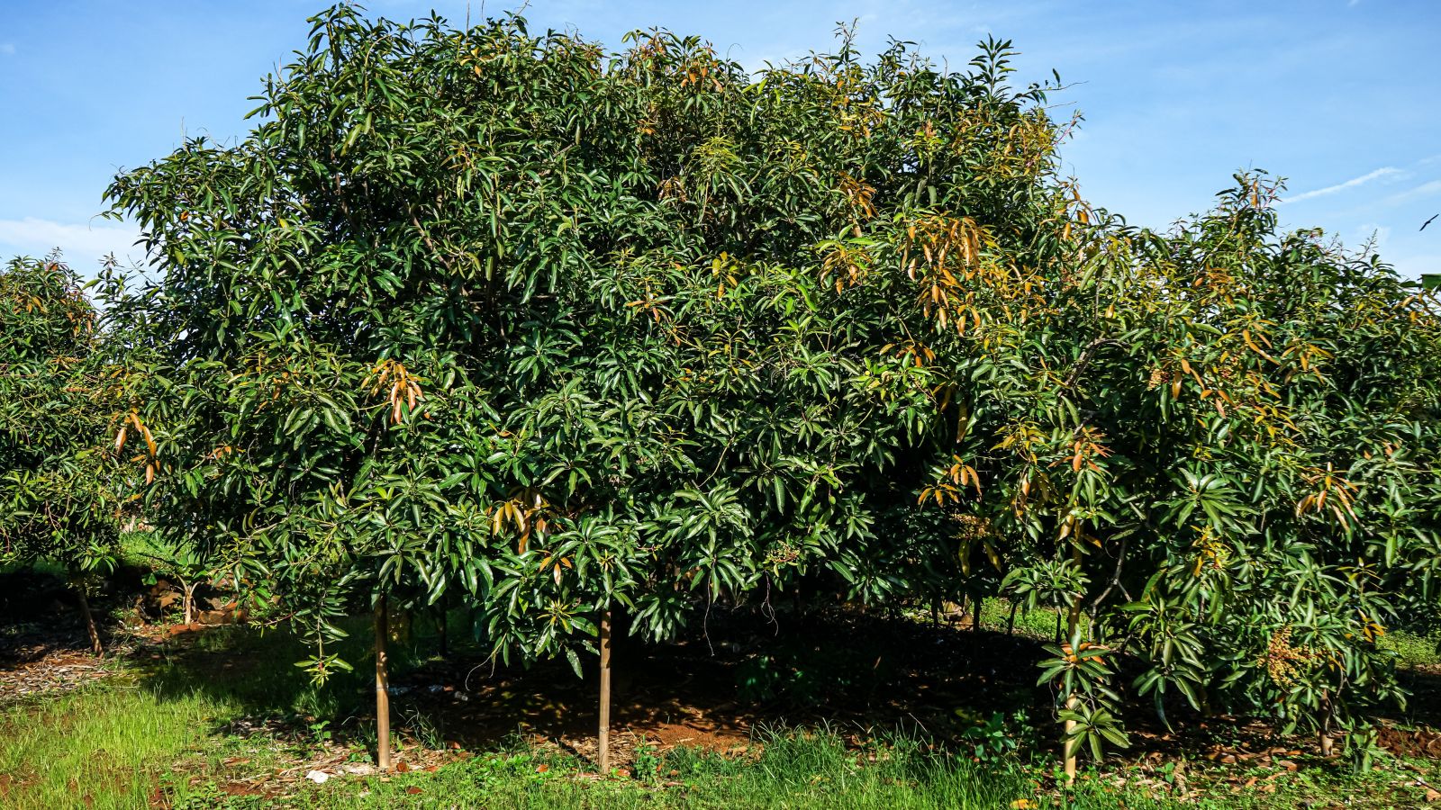 A shot of several fruit bearing large plants in a well lit area outdoors