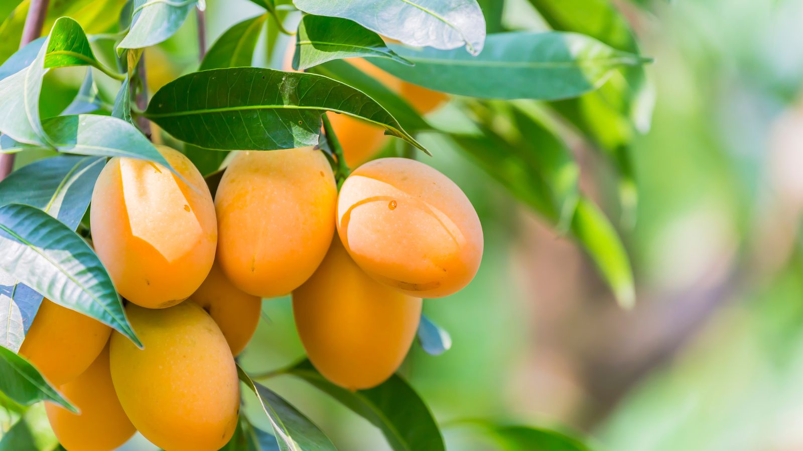 A shot of several ripe yellow-colored fruits on a large plant basking in bright sunlight outdoors