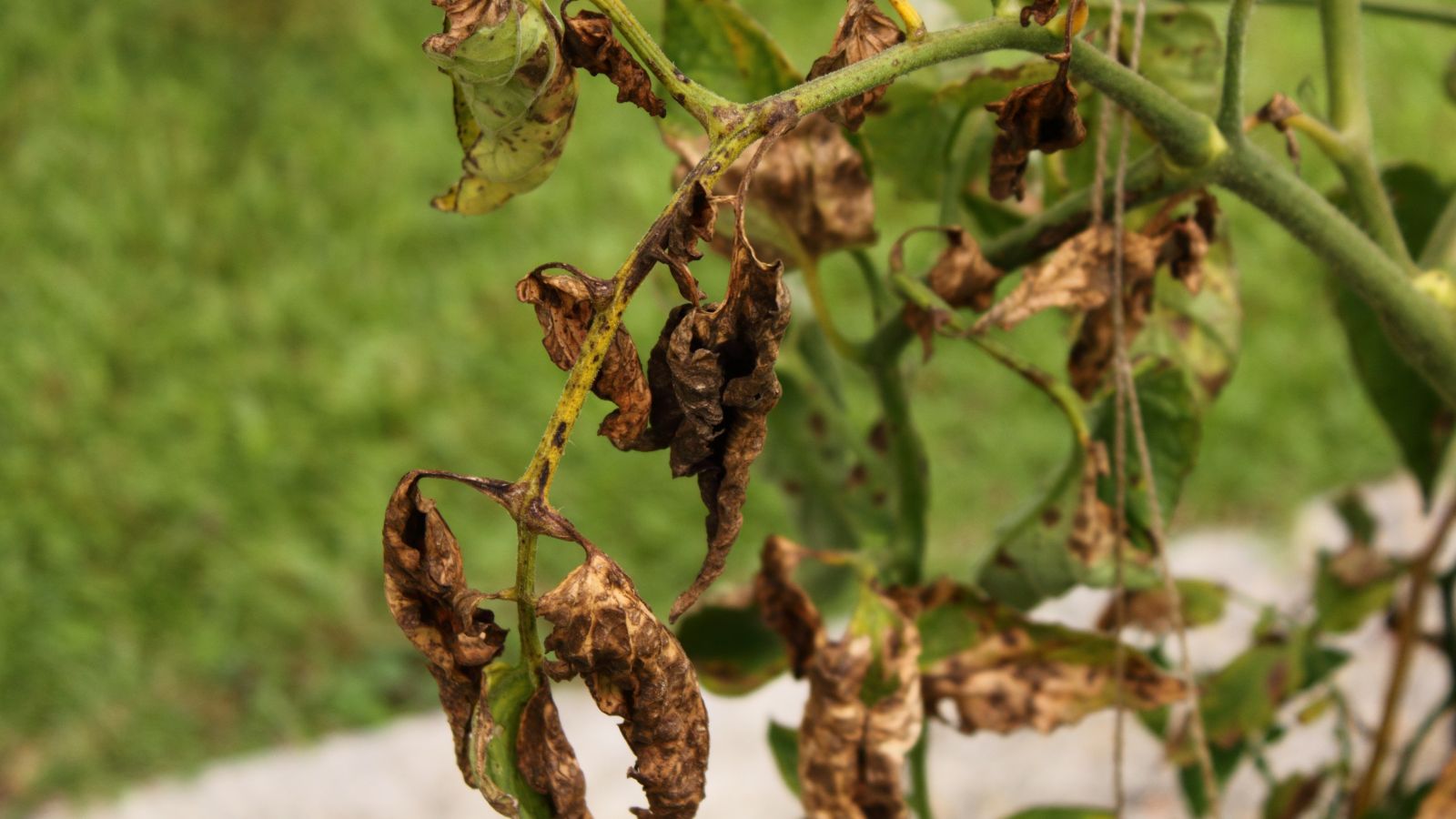 A shot of wilting leaves of a plant in a well lit area