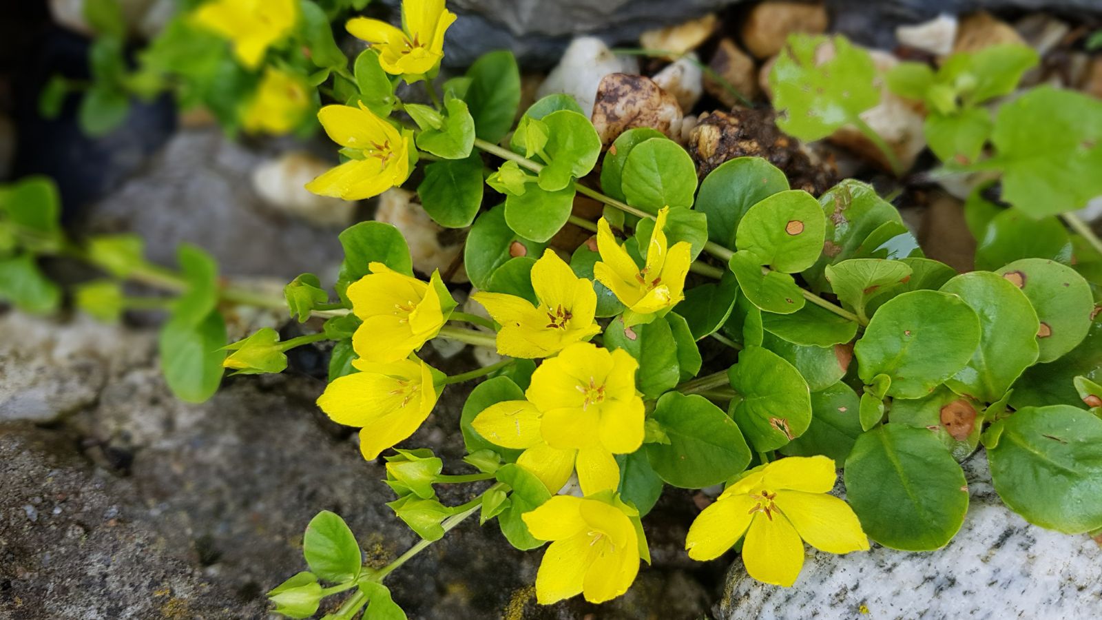 A small sprig of Lysimachia nummularia with yellow flowers, appearing to have lovely green leaves placed under bright light
