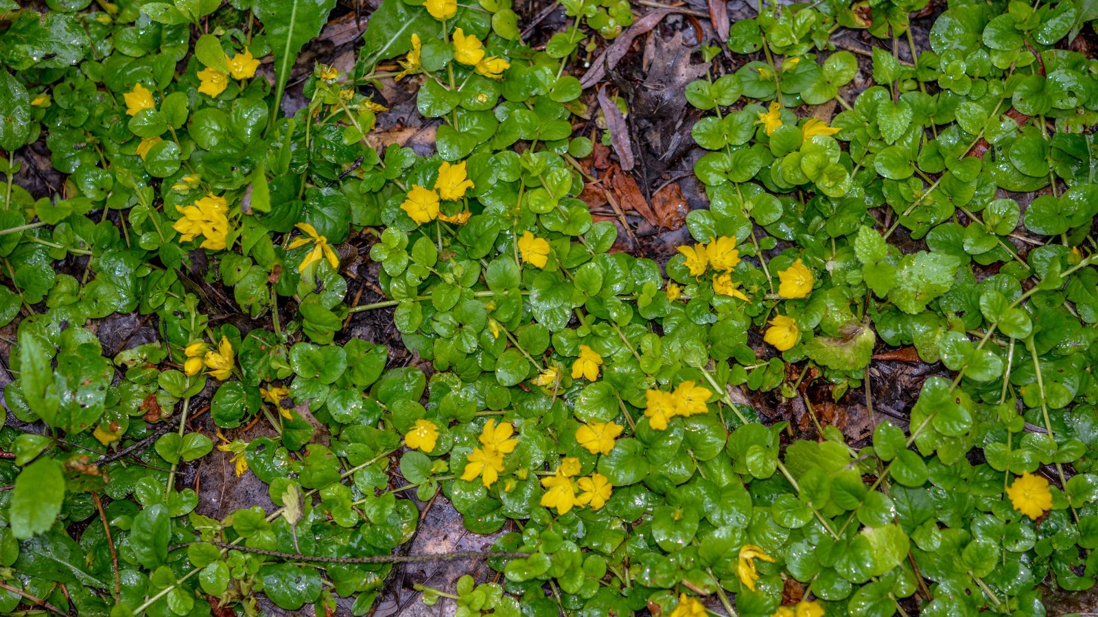 A thick layer of Lysimachia nummularia appearing to have waxy green leaves, having countless yellow blooms