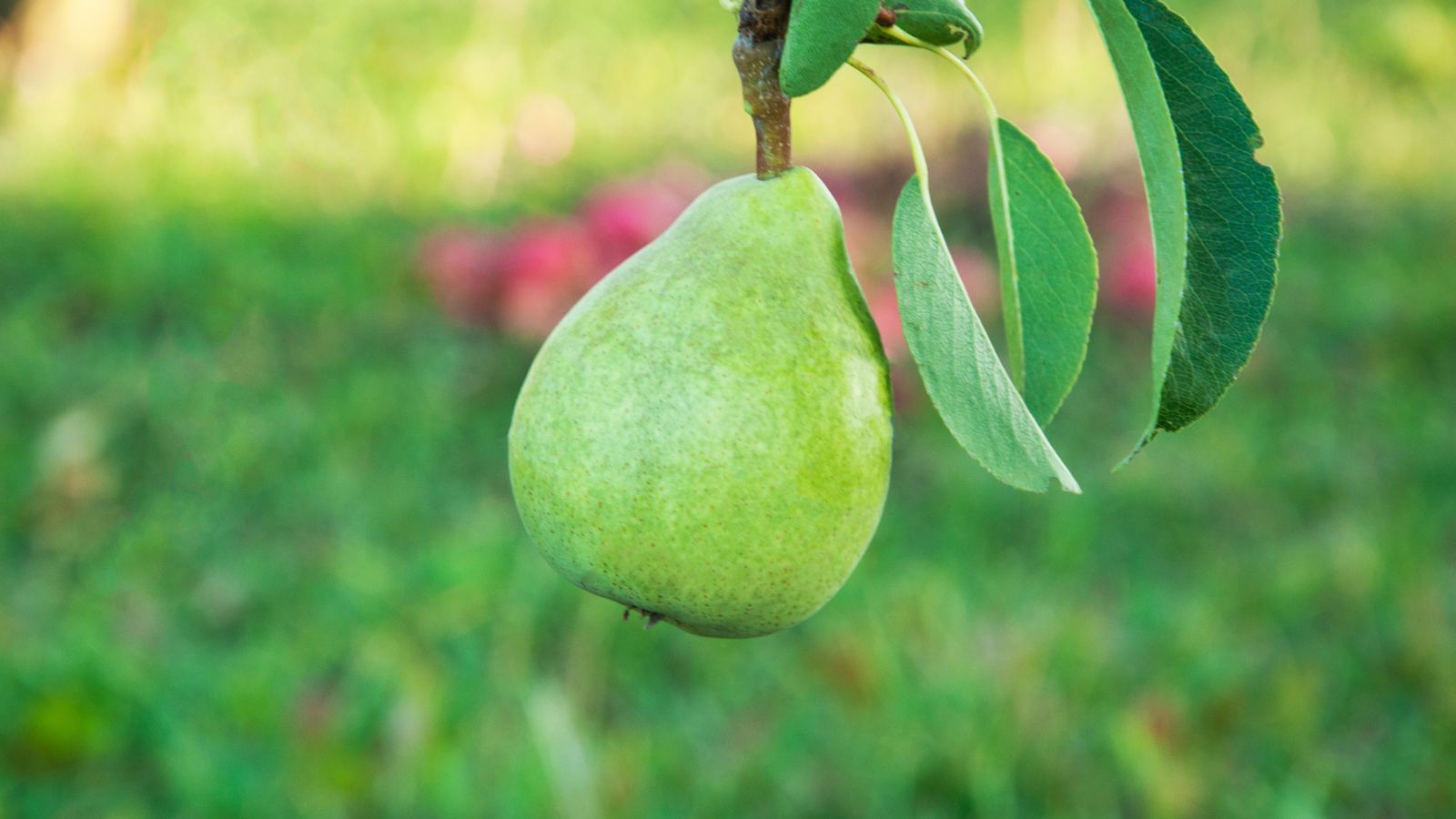 A close-up shot of a dangling bright yellow-green colored fruit of the Anjou variety of fruit-bearing plant, all situated in a well lit area outdoors
