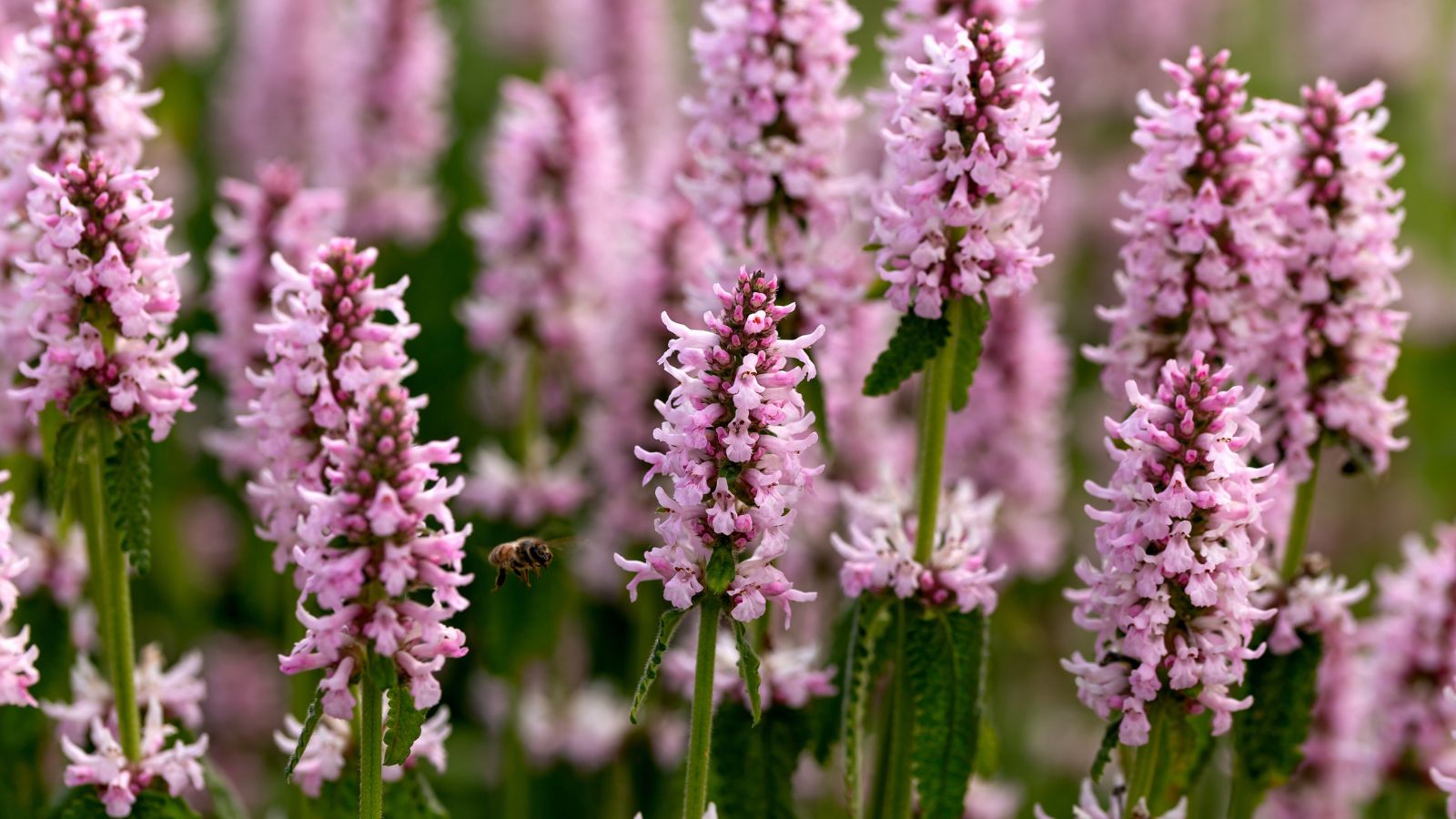 An area with a thick layer of Chinese Artichoke stems having bright purple spires surrounded by deep green leaves and stems