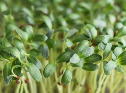 Close up of fenugreek microgreens with vibrant green leaves and light-colored shoots with brown seed casings scattered