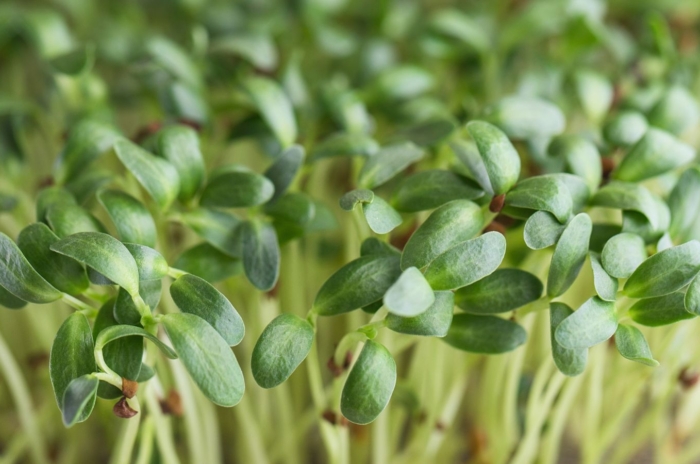 Close up of fenugreek microgreens with vibrant green leaves and light-colored shoots with brown seed casings scattered