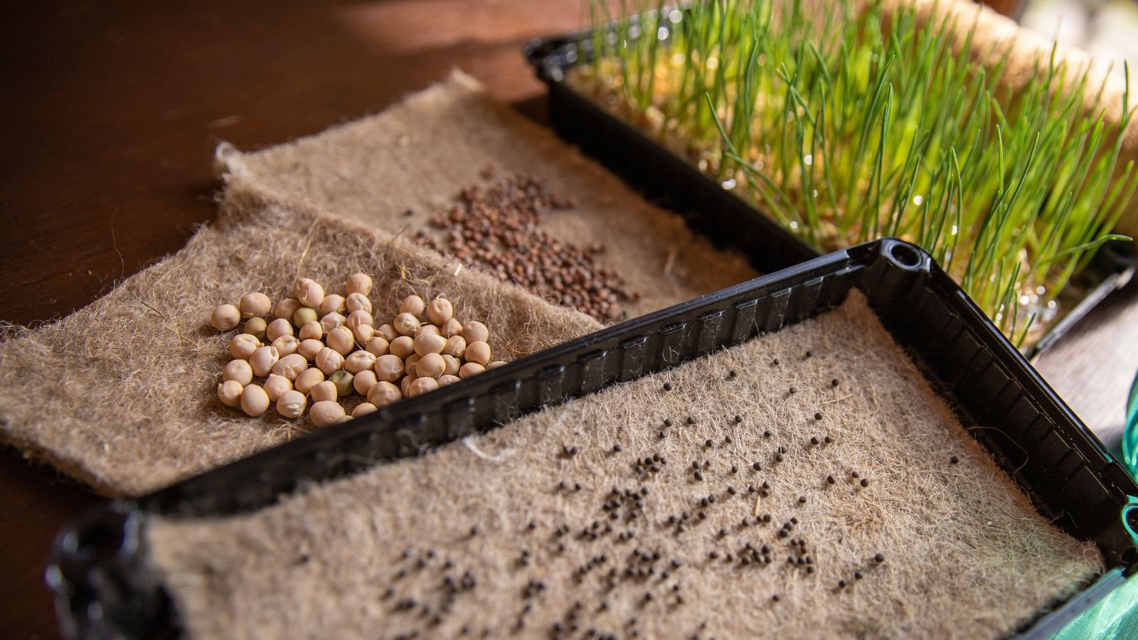 Multiple pieces of Fiber Mat with various seeds being started with a mat in the background already filled with lovely and healthy seedlings