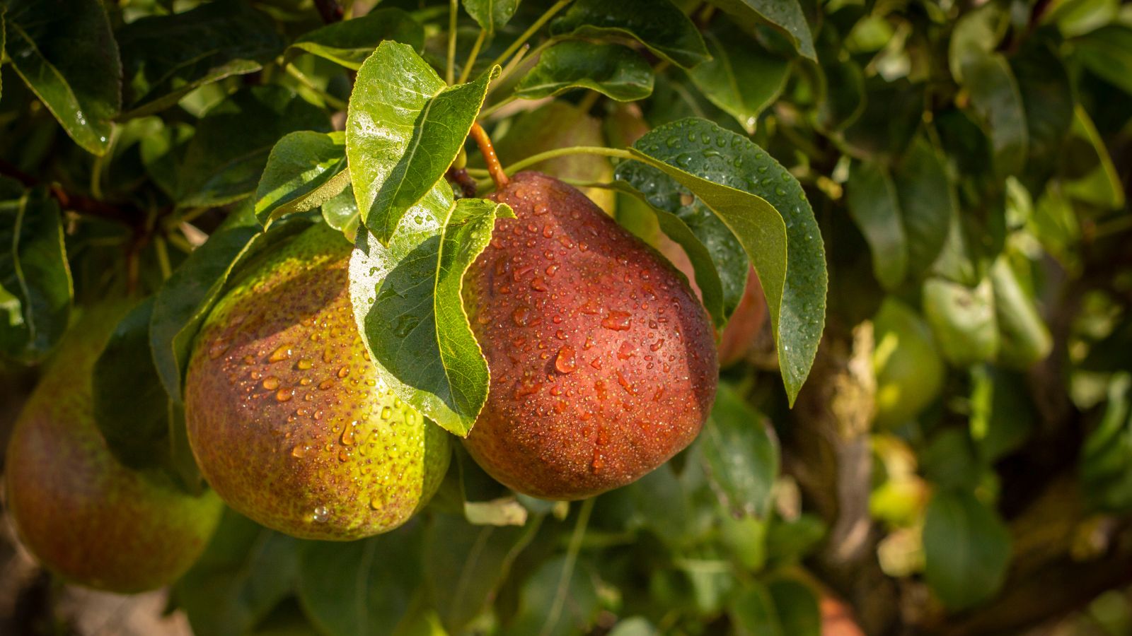 A close-up shot of a small composition of red-orange colored fruits, dangling from their branches, and covered in droplets of water