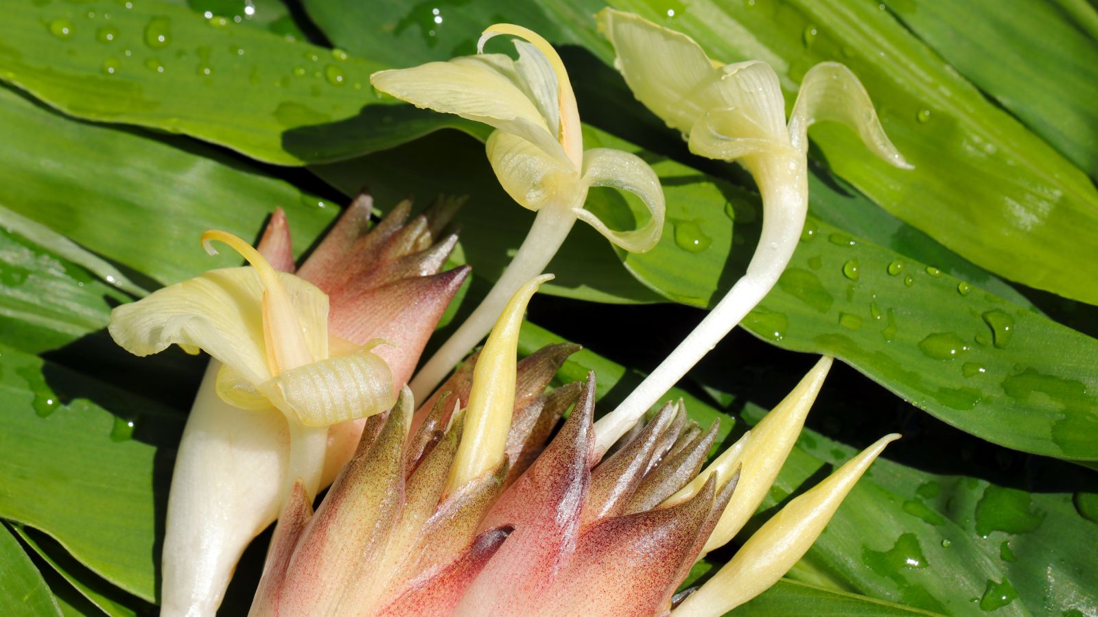 Fresh and lovely Japanese Ginger appearing to have pale red ends with pale green forms placed on top of vibrant green leaves