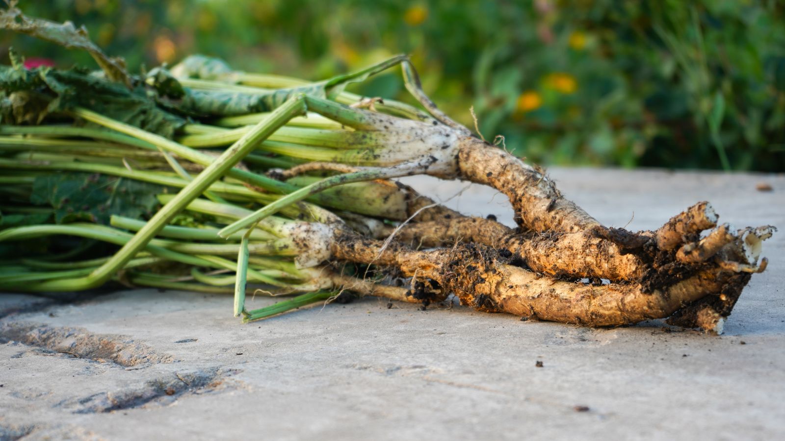 Freshly harvested Armoracia rusticana tubers appearing to have a white appearance still caked in dirt with bright green tops