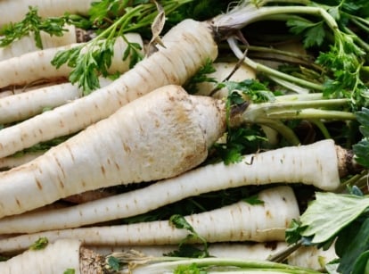 Growing parsnips to harvest them for consumption, with fresh pieces placed in a pile still with bright green tops that look feathery