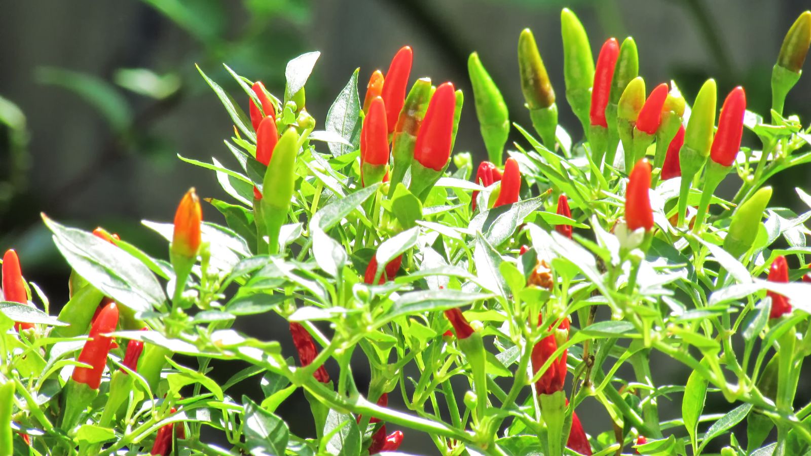 A Hawaiian Chili Pepper  bush having countless tiny peppers with vibrant green to red hues