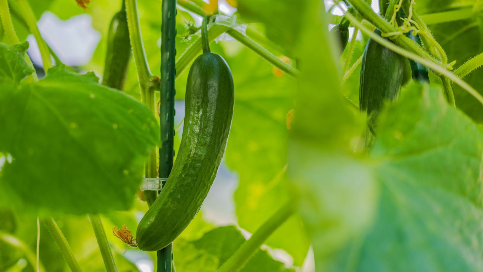 A close-up shot of an elongated, green, and ripening crop, dangling on a support structure