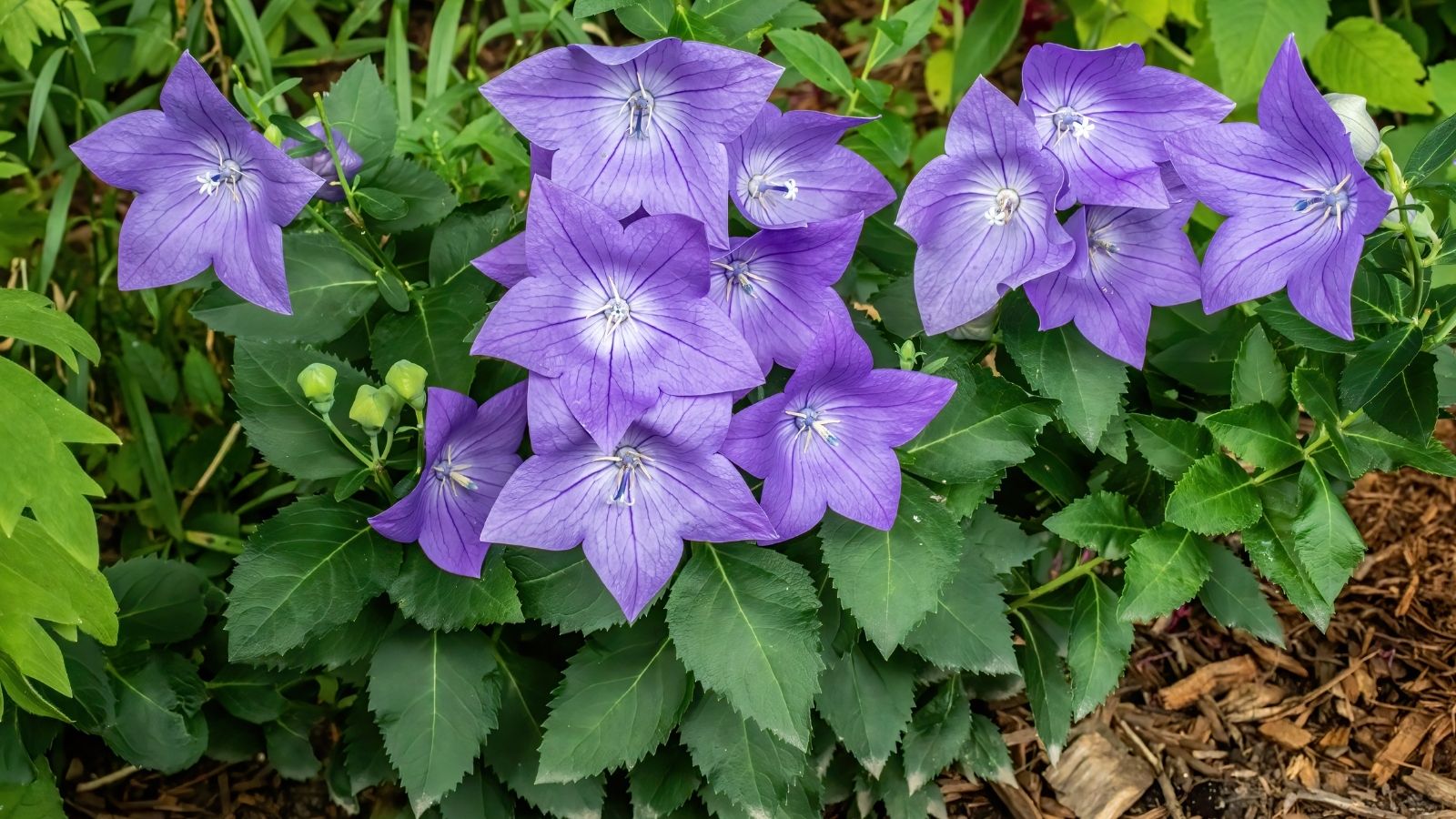 Multiple Platycodon grandiflorus plants with lovely purple blooms, appearing to have delicate and soft petals surrounded by bright green leaves