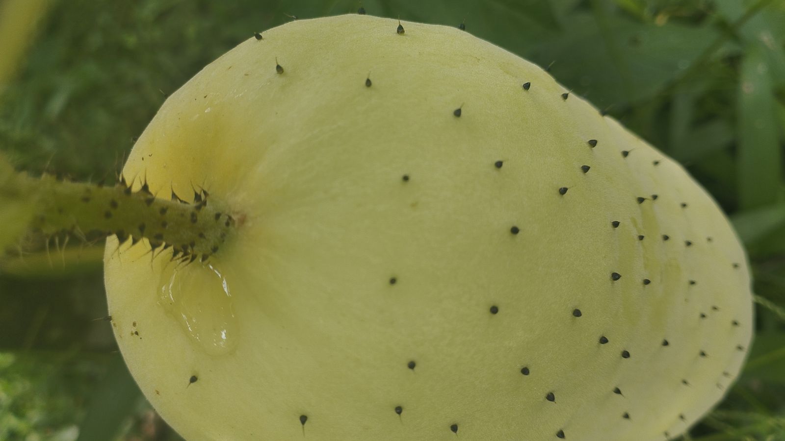 A close up shot of a Poona Kheera crop appearing light green placed somewhere shady surrounded by foliage