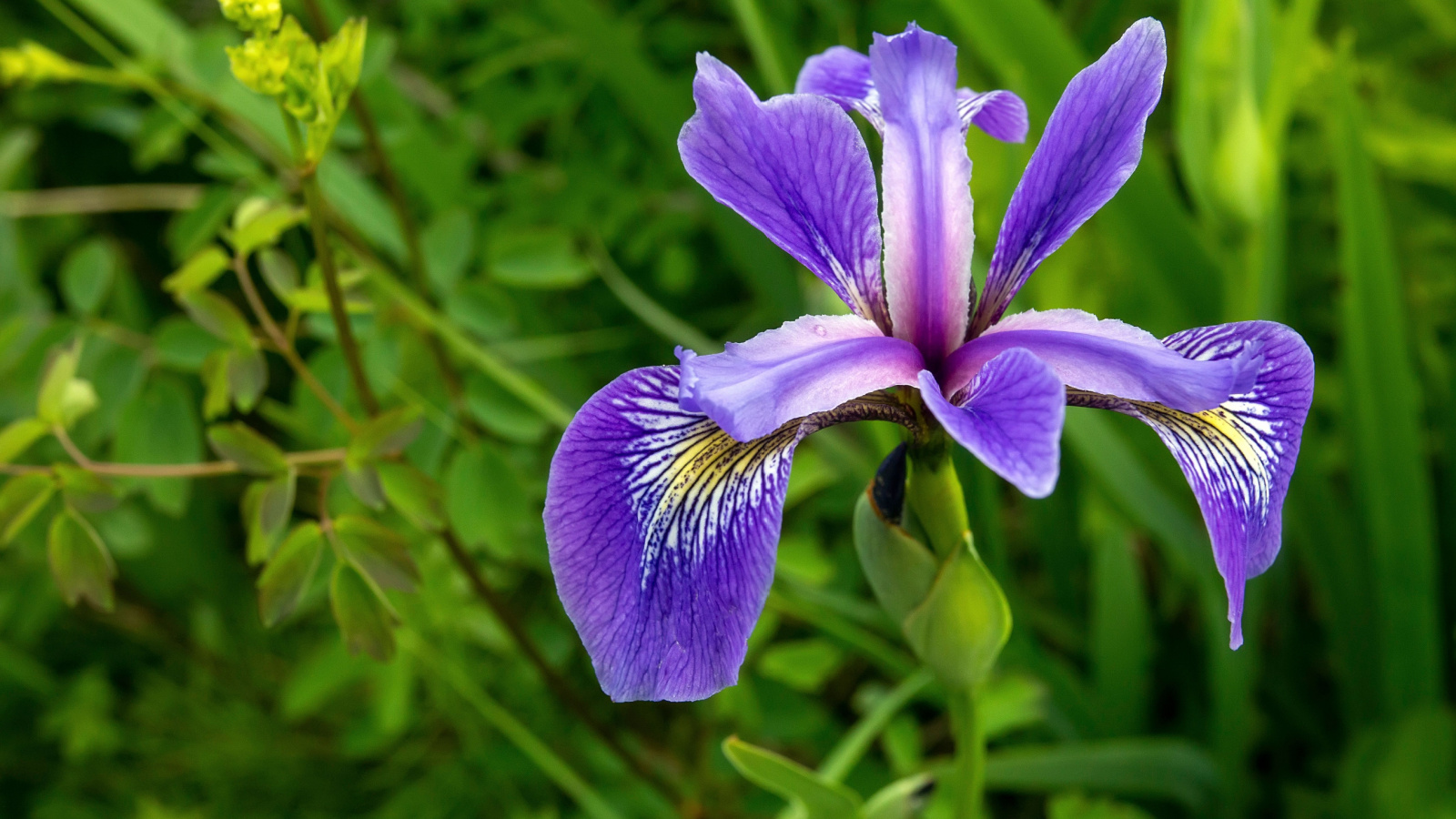 Iris versicolor