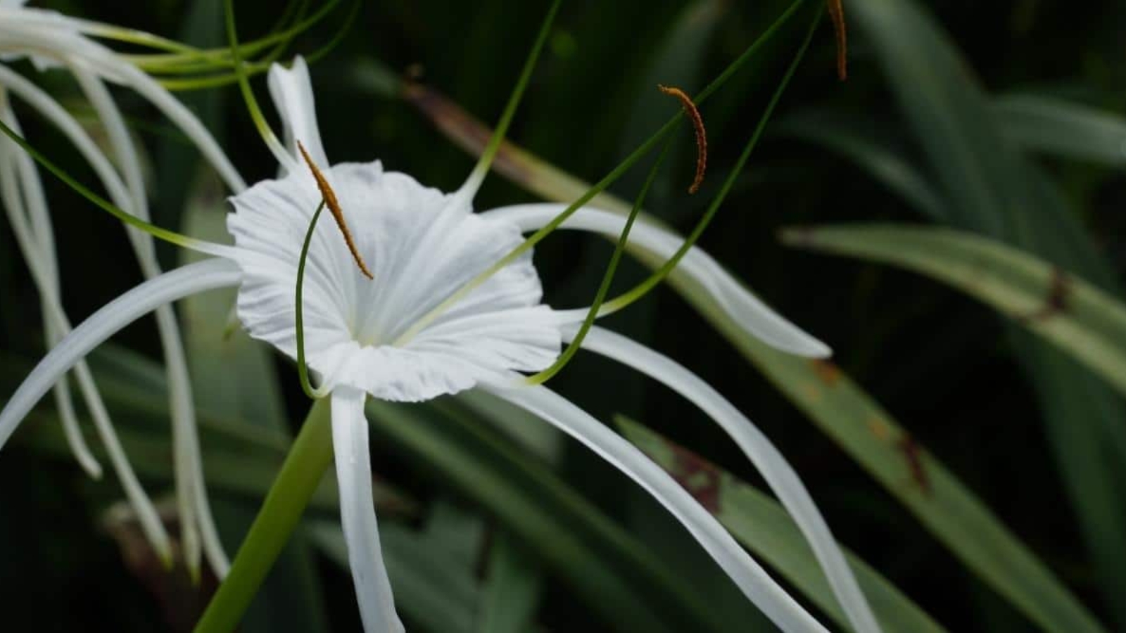 Spider Lily