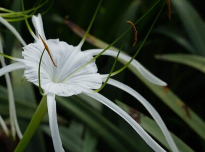 Spider Lily