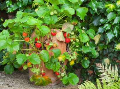 Strawberry is one of the known runner plants growing inside a pot with stolons extending outside the container and on to the concrete surface