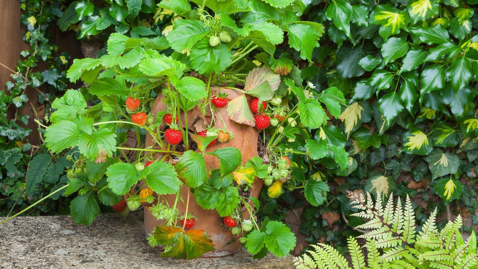 It is one of the known runner plants growing inside a pot with stolons extending outside the container and on to the concrete surface