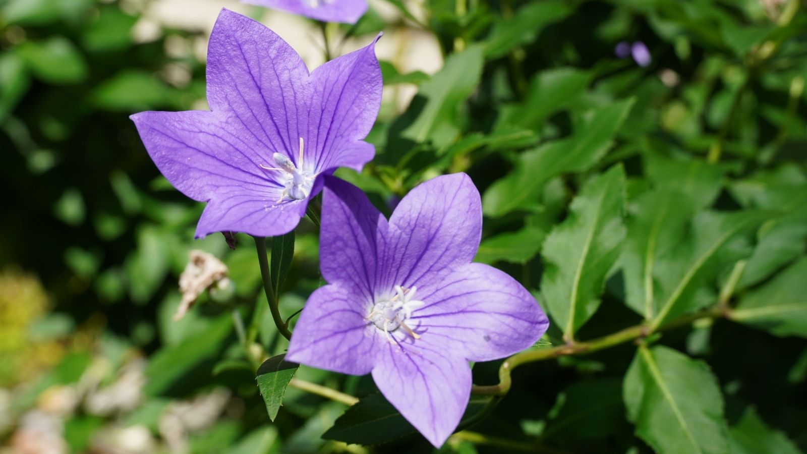Thriving Platycodon grandiflorus blooms under bright sunlight, appearing to be surrounded by deep green leaves