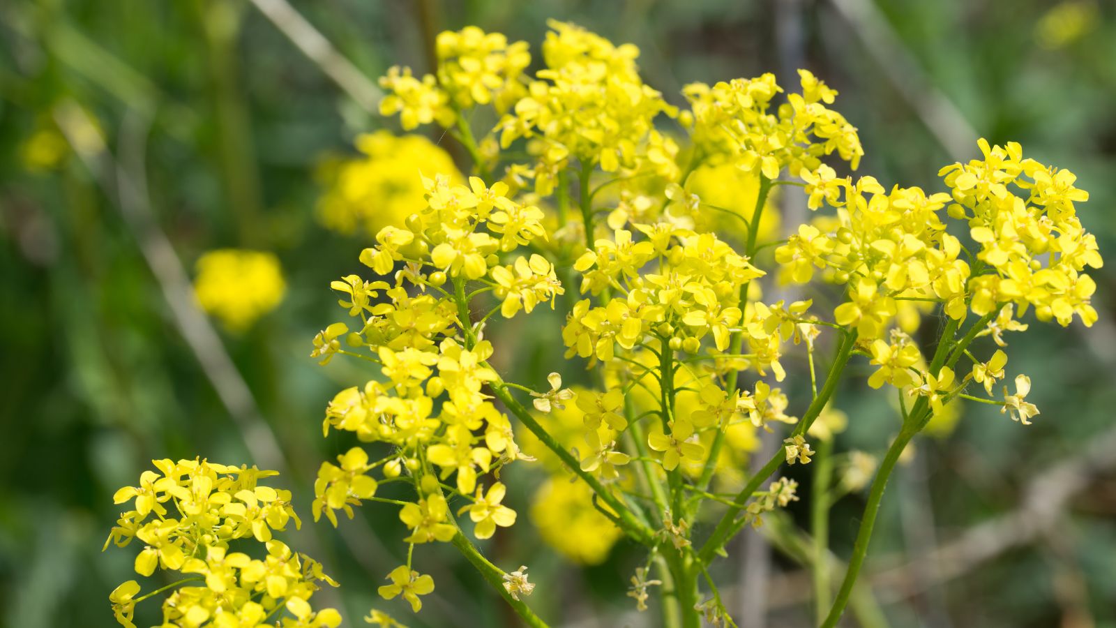 A closeup shot of flower clusters on a Turkish Rocket plant, appearing bright yellow among green foliage