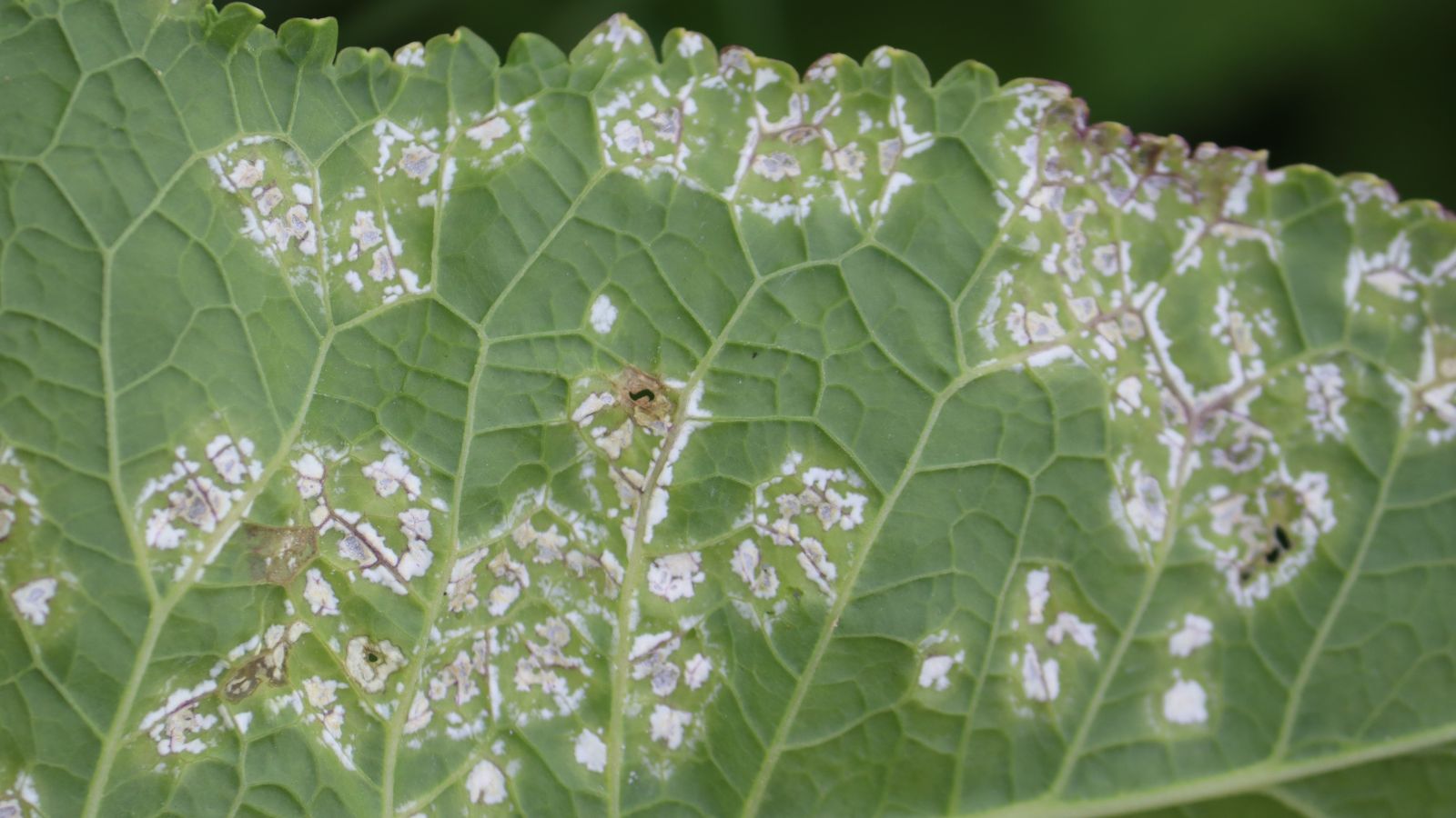 White rust on a root crop leaf, appearing to have a green color with splotches of white markings caused by the fundal infection
