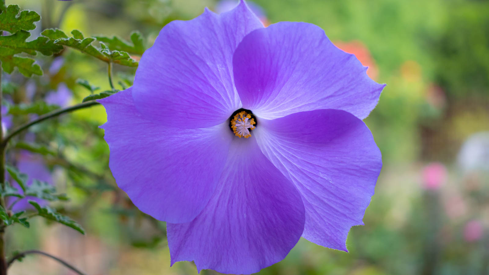 Blue hibiscus flower
