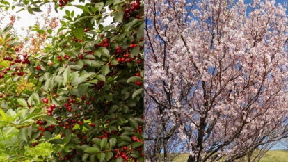 A side-by-side photo of cherry trees vs cherry blossoms appearing lovely and strong with different-colored foliage