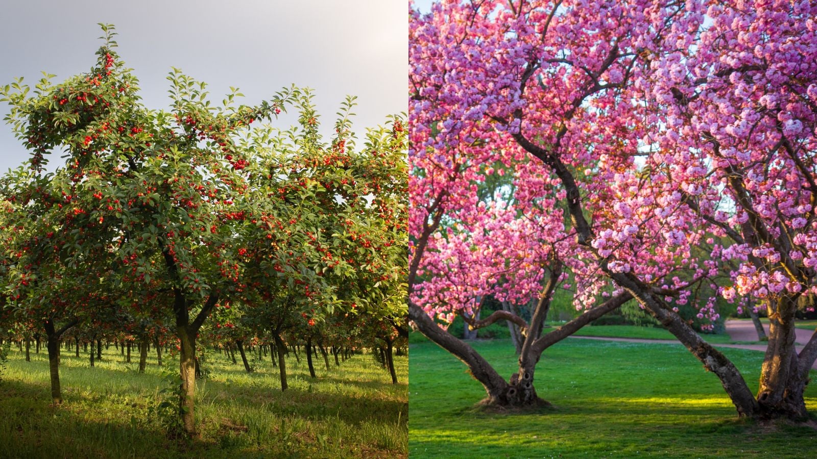 cherry trees vs cherry blossoms, showing side by side photos of the two trees appearing lovely and equally beautiful