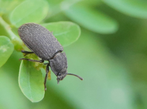 Darkling beetle.