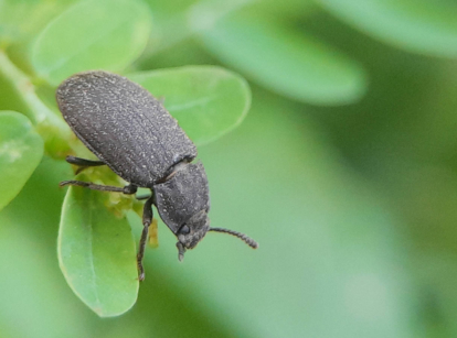 Darkling beetle.