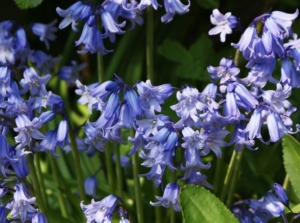 An area where a gardener can grow bluebells, appearing to have lovely blue petals looking vibrant under bright sunlight