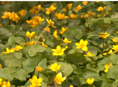 An area meant to grow creeping jenny, appearing thick with lovely green leaves and yellow bloom placed under the warm sunlight