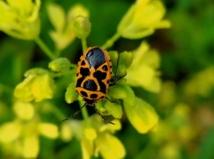 A mature harlequin bug with black and orange pattern on its back sitting on a plant with yellow flower surrounded by greens