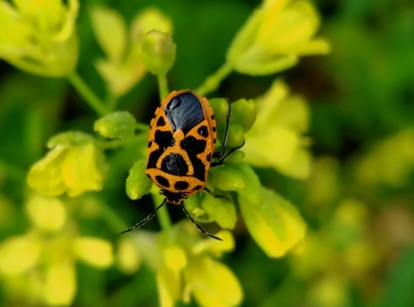 A mature harlequin bug with black and orange pattern on its back sitting on a plant with yellow flower surrounded by greens