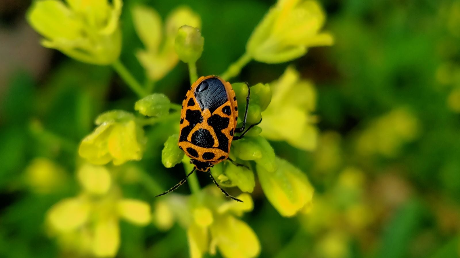 A mature harlequin bug with black and orange pattern on its back sitting on a plant with yellow flower surrounded by greens