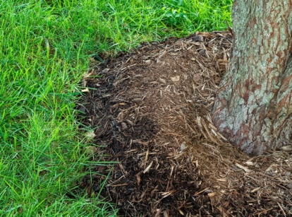Dark brown colored mulch around trees placed on the base of the trunk cutting off part of lawn with vivid green grass blades