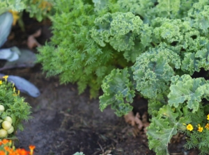 An area covered in various perennial vegetables in the garden, including kale and other crops meant for eating