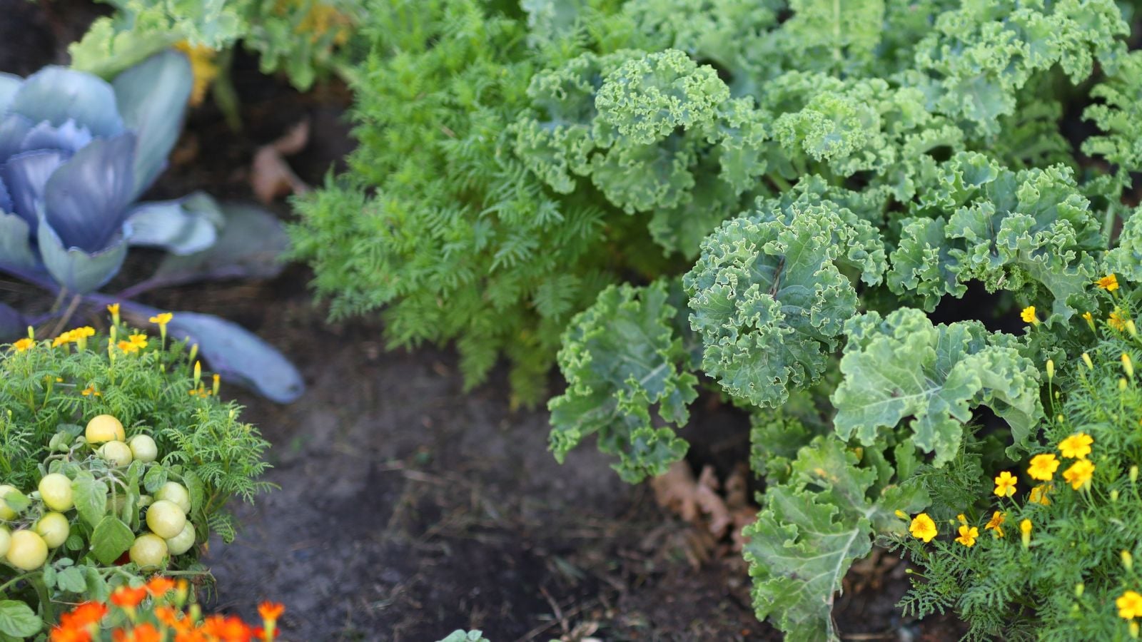 An area covered in various perennial vegetables in the garden, including kale and other crops meant for eating