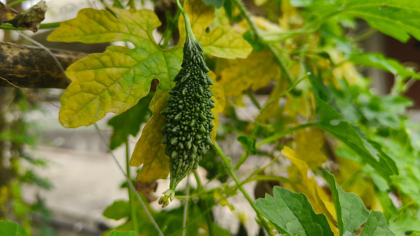 A Momordica charantia plant with yellowing leaves as a fruit dangles on the vine, surrounded by green foliage