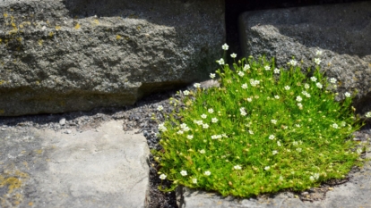 A vividly green Sagina hawaiensis plant with dainty looking flowers growing on gray rocks in a sunny area