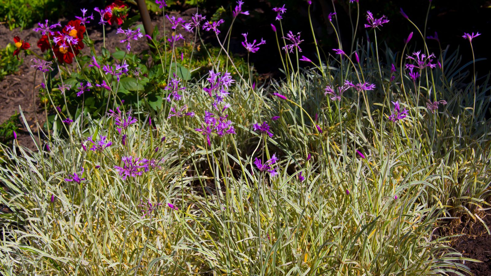 A Silver Lace Tulbaghia violacea appearing to have vibrant purple blooms, having lush and thick leaves placed somewhere with abundant sunlight