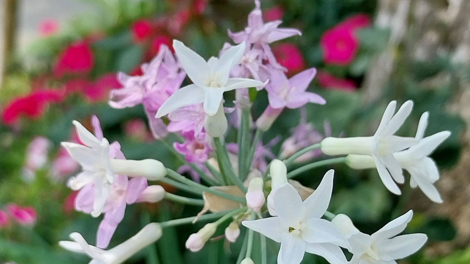 A Tulbaghia violacea plant with tricolor blooms, appearing delicate with soft petals surrounded by deep green leaves and other foliage