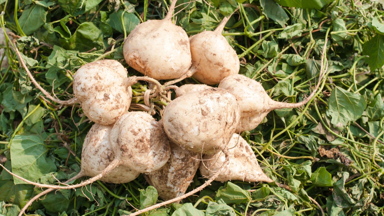 A batch of freshly harvested Pachyrhizus erosus tubers, appearing to have beige skin placed on top off green leaves
