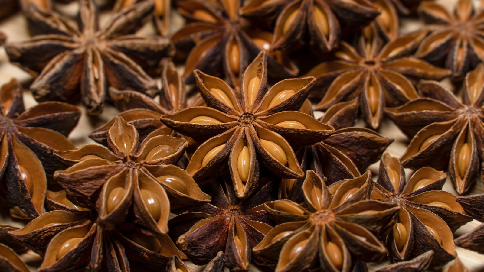 A close up shot of Illicium verum seeds appearing to be star-shaped pods with round pieces in each part placed under bright light