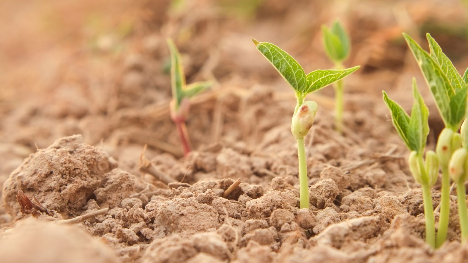 A close-up shot of a developing seedlings of a legume plant in loose soil outdoors