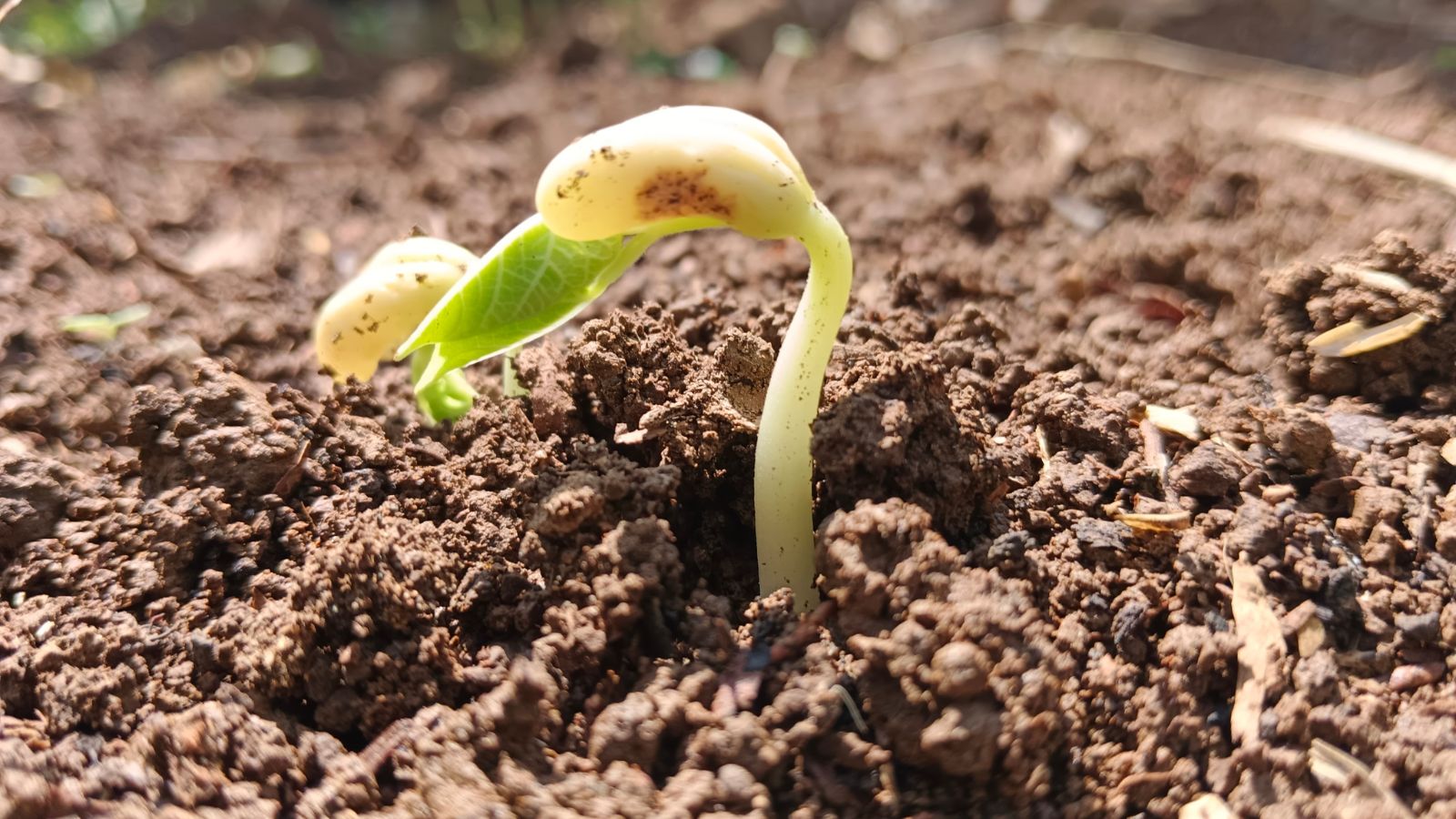 A close-up shot of a sprouting seedling of a crop, placed in rich soil in a well lit area outdoors