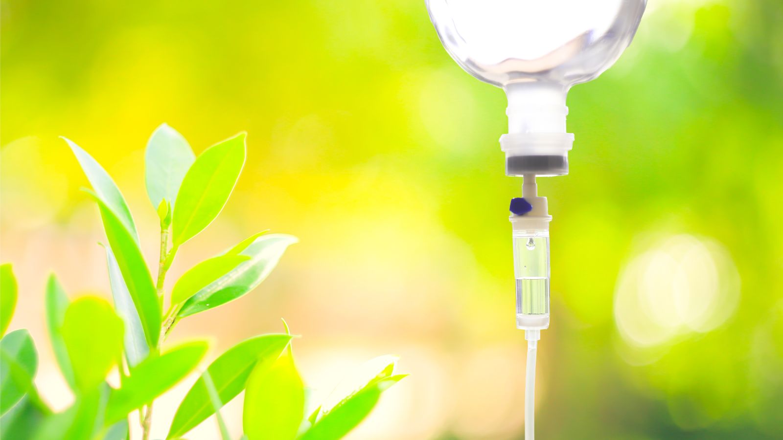 A close-up shot of an IV drip situated outdoors, providing fertilizer diretly to plants