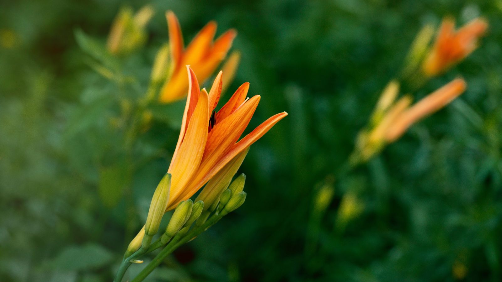 A close-up shot of seedlings and buds of new growth of orange flowers