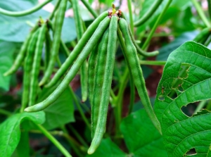 A close-up shot of several pods of legumes alongside their leaves, showcasing the mung bean